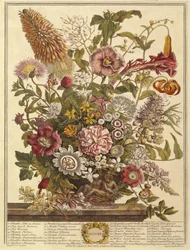 August, from Twelve Months of Flowers by Robert Furber, engraved by Henry Fletcher